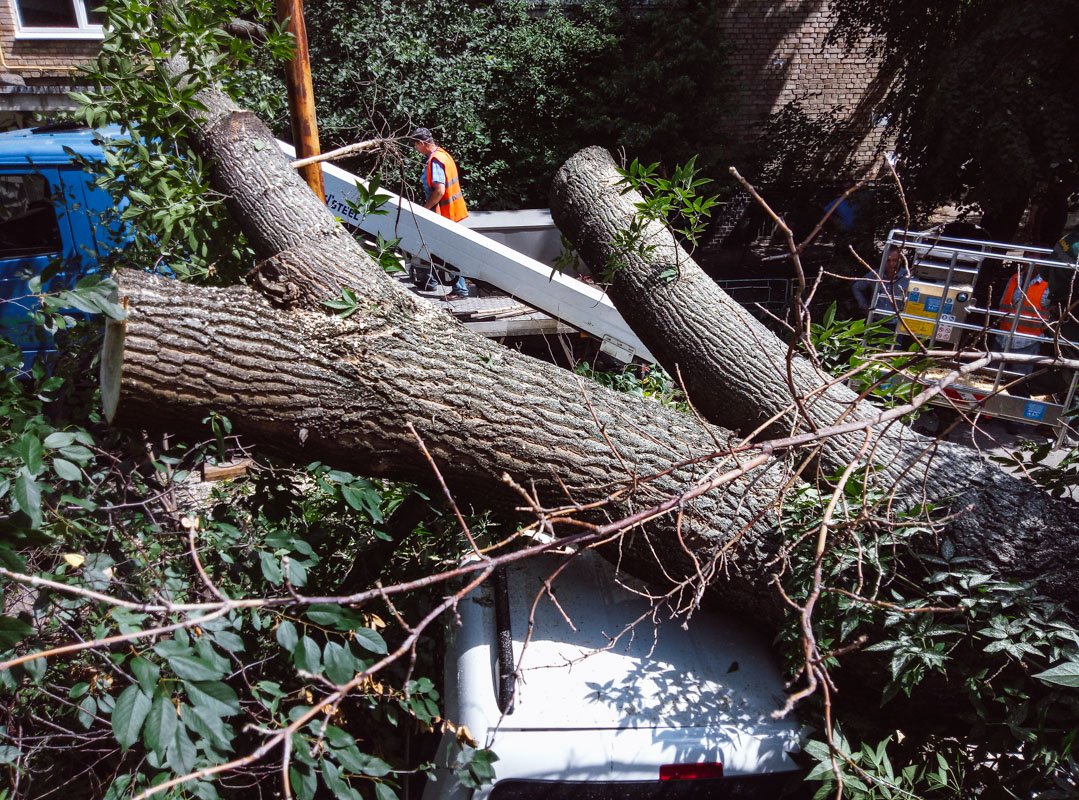 Местные жители сообщили, что дерево давно скрипело