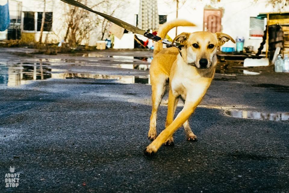 Заберите Ладу домой! Заберите Ладу домой!