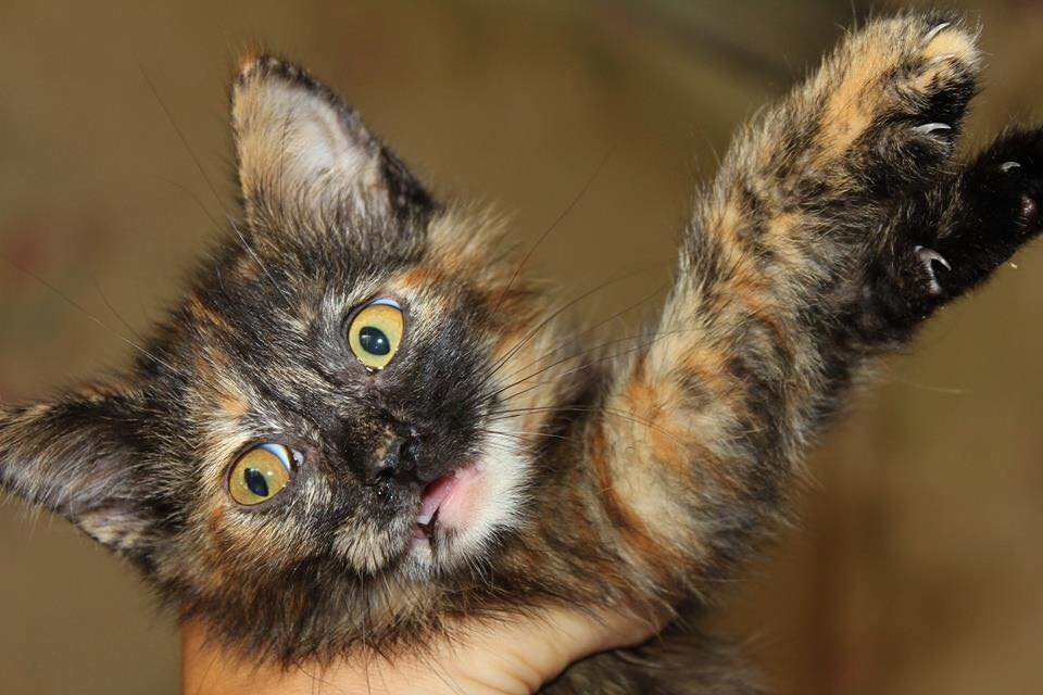 Трехцветное счастье Трехцветное счастье