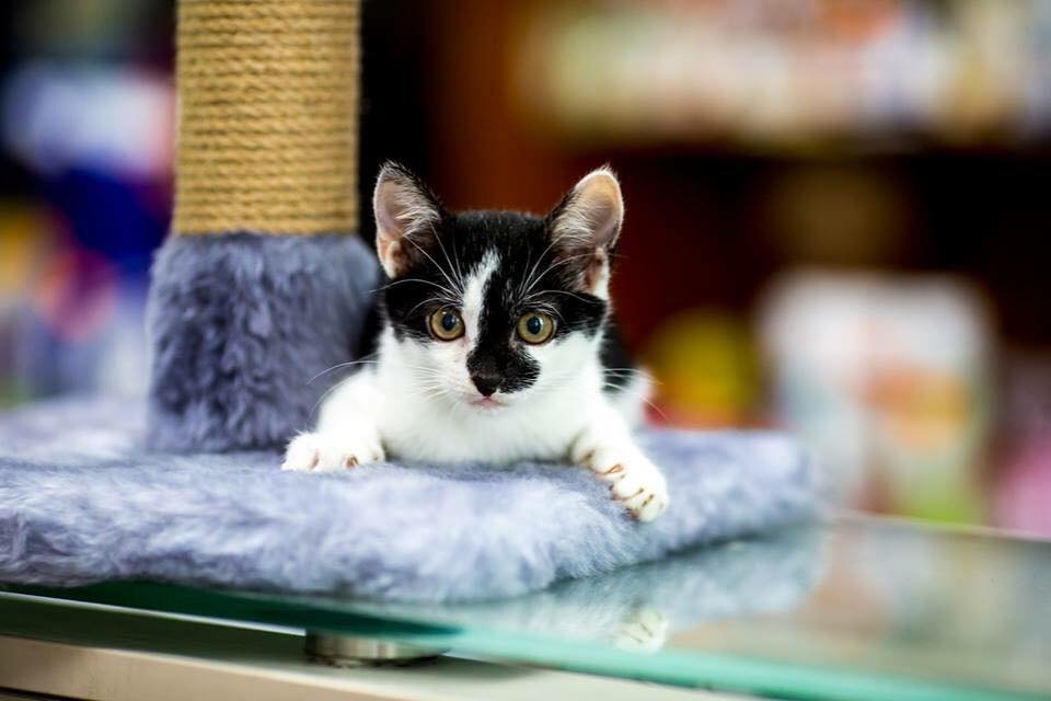 Милашка Милли очень хочет найти семью Милашка Милли очень хочет найти семью