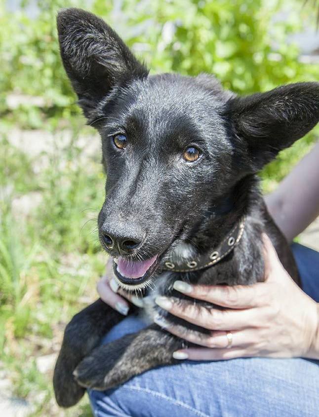 Шанти обожает внимание, ласку, заботу и очень хочет найти любящую семью Шанти обожает внимание, ласку, заботу и очень хочет найти любящую семью