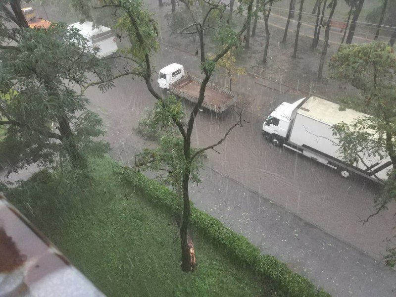 На улице Гонты дерево упало на дорогу