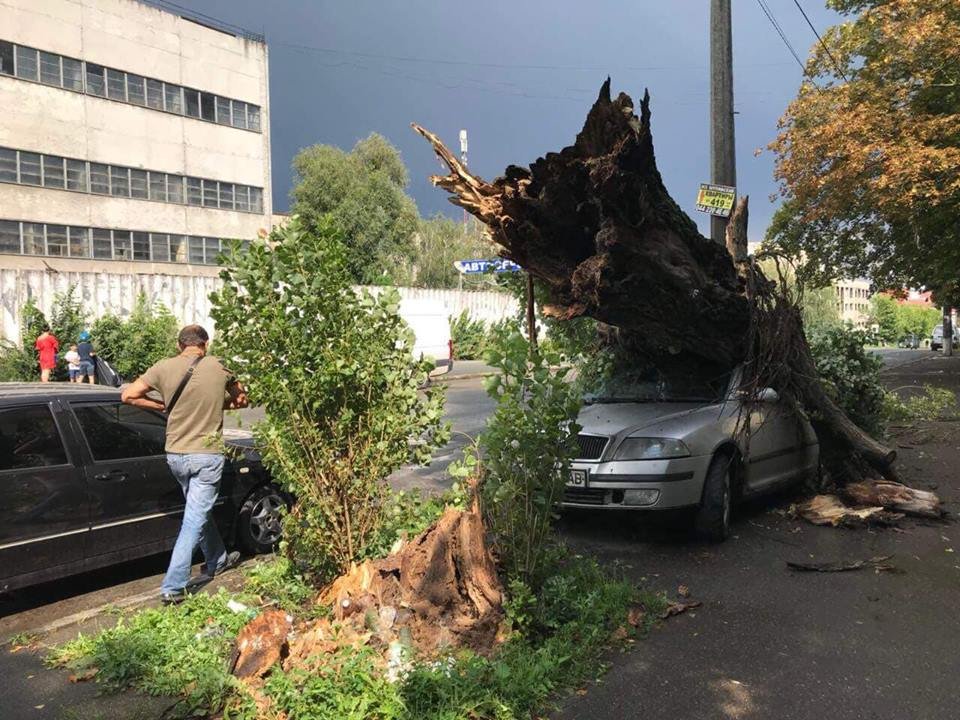 Дерево свалилось на машину на улице Выборгская