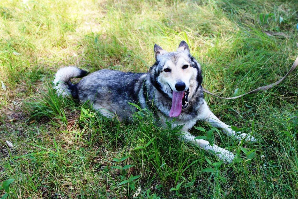 Приютите общительную собачку! Приютите общительную собачку!