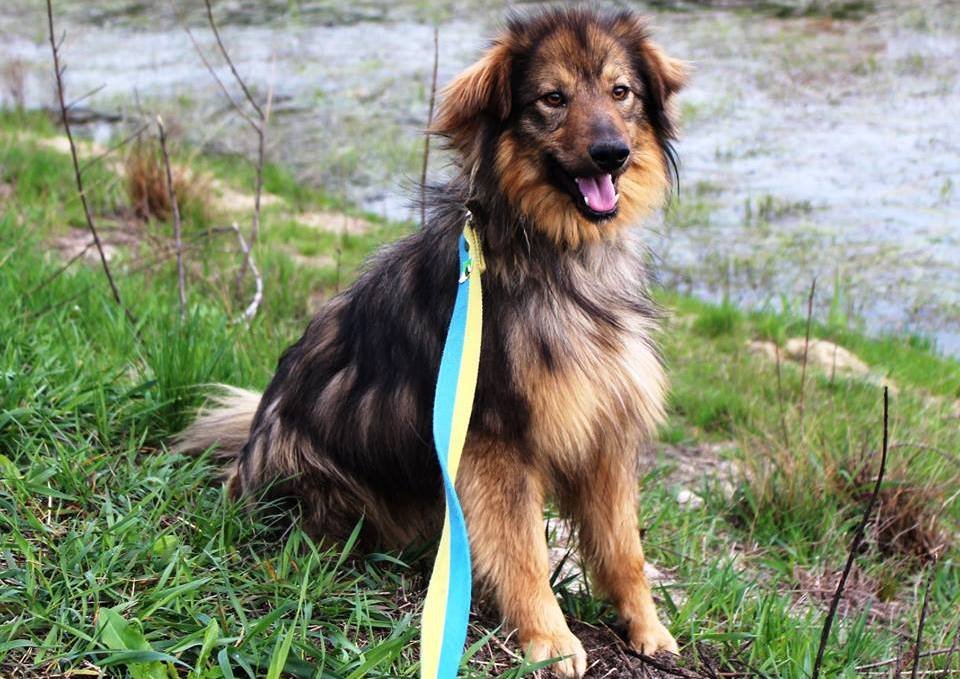 Нежный и ласковый пес Леон ищет дом Нежный и ласковый пес Леон ищет дом