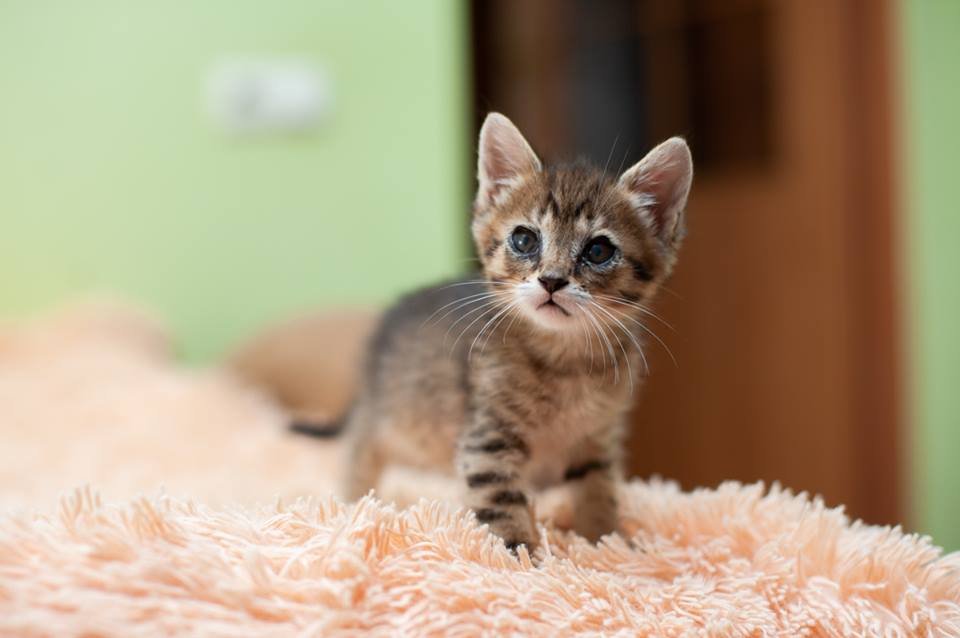 Двухмесячный малыш влюбит в себя с первого прикосновения Двухмесячный малыш влюбит в себя с первого прикосновения