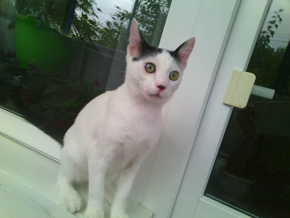 Мурчалка Мурчалка