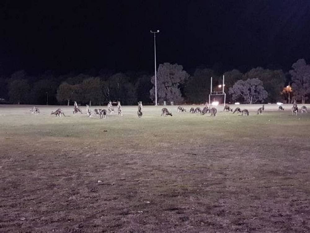 Один из пригородов столицы Австралии Канберра пережил настоящее засилье голодных кенгуру