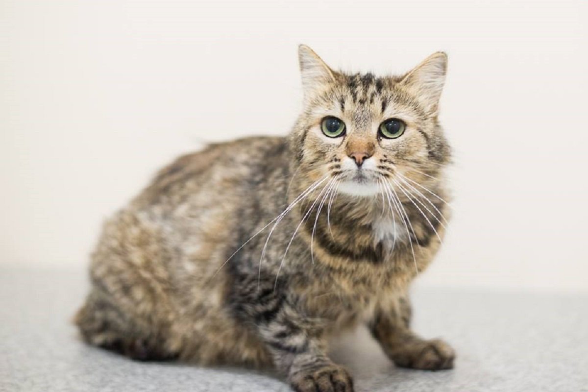 Фрося мечтает о заботливом хозяине Фрося мечтает о заботливом хозяине