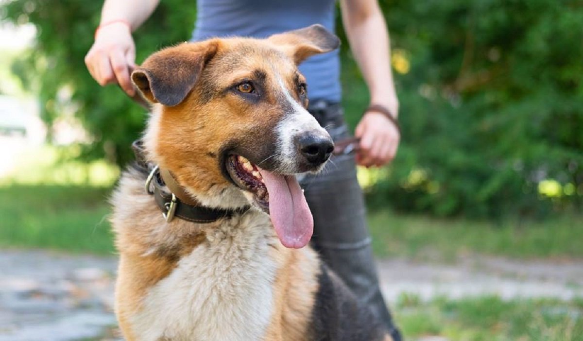 Смышленый Бадди ищет новый дом Смышленый Бадди ищет новый дом