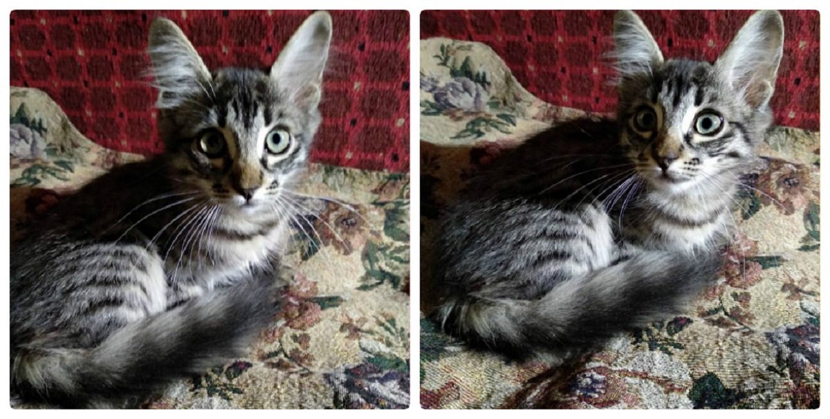 Двое полосатых близнецов хотят с вами познакомиться Двое полосатых близнецов хотят с вами познакомиться