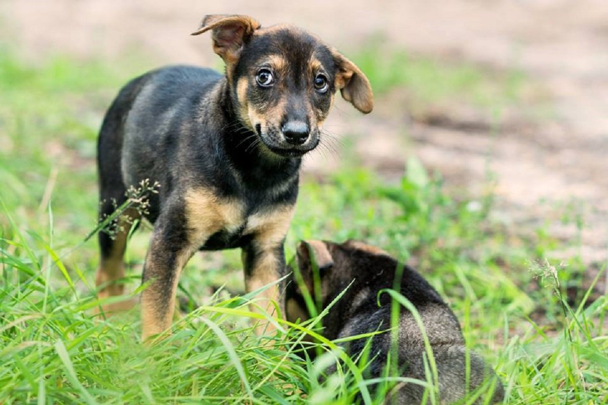 Малышка Лили ждет очень хочет обрести семью Малышка Лили ждет очень хочет обрести семью