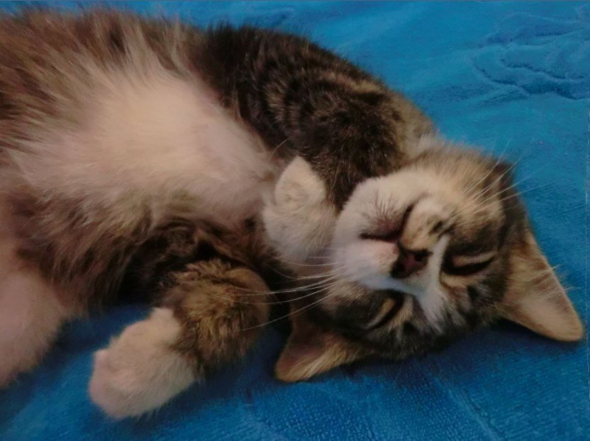 Крошечный мальчик любит много спать и обниматься Крошечный мальчик любит много спать и обниматься