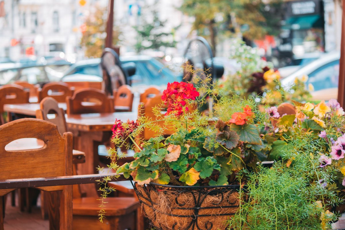 Даже цветы приуныли на жаре