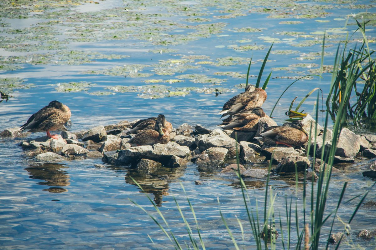 Несмотря на вредное "цветение", Днепр остается излюбленным место отдыха пернатых 