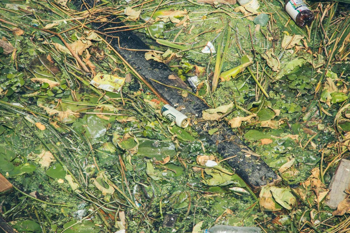 Течение относит зеленую вредоносную плетку в заросли 