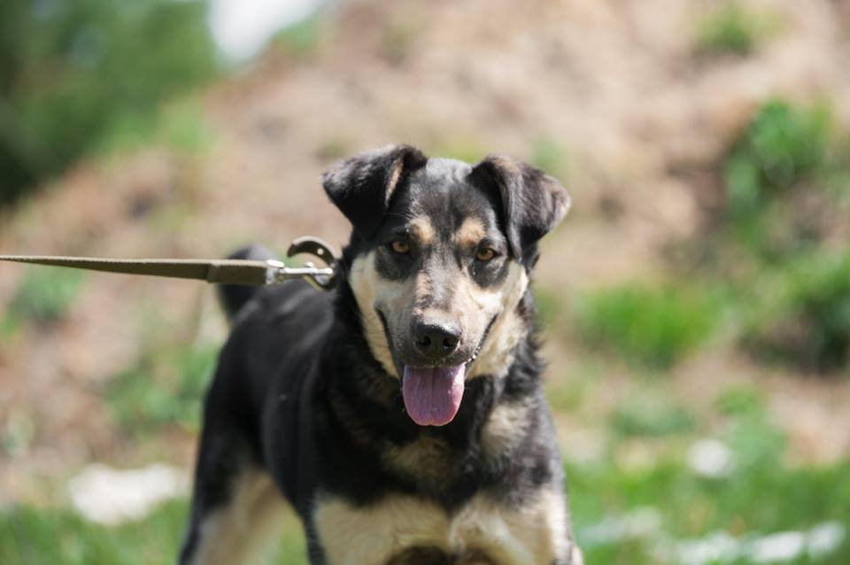 Николас быстро обучится любым командам и будет радовать вас каждый день