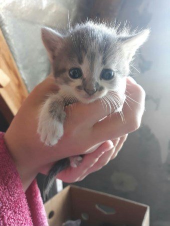 Полосатые крошки хотят попасть в хорошие руки, пусть раздельно друг от друга, главное - жить в любви!