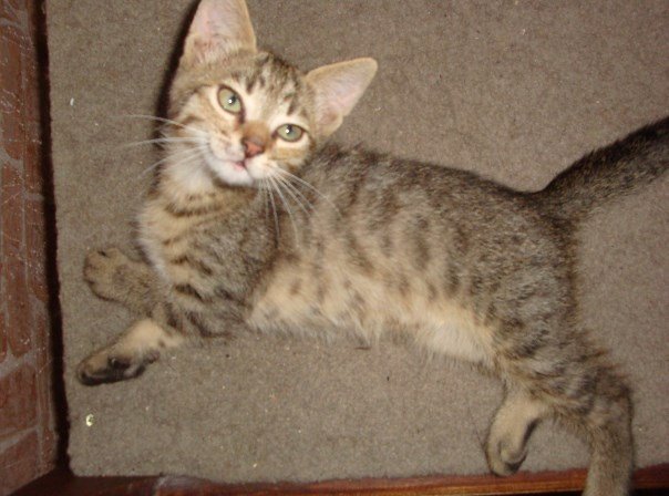 Игривые малыши хотят получить свою дозу любви и заботы