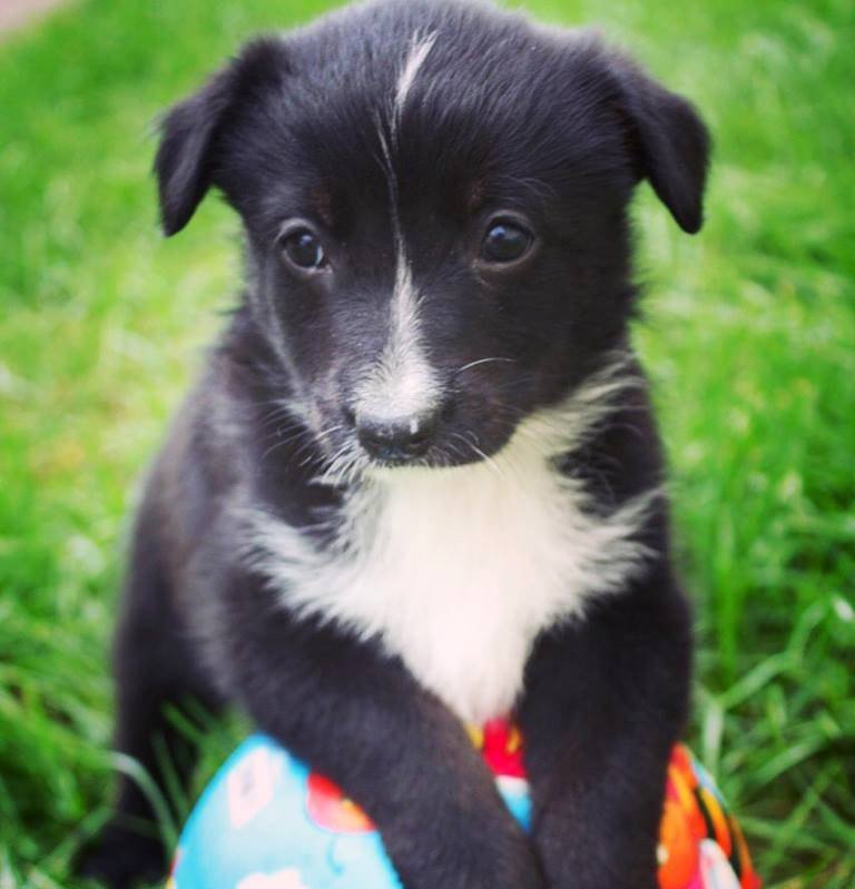 Крошка Руби станет для вас большим счастьем, поверьте!