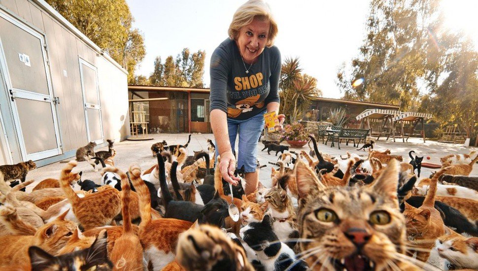 Няне для котов в Греции обещают платить 500 евро в месяц Няне для котов в Греции обещают платить 500 евро в месяц