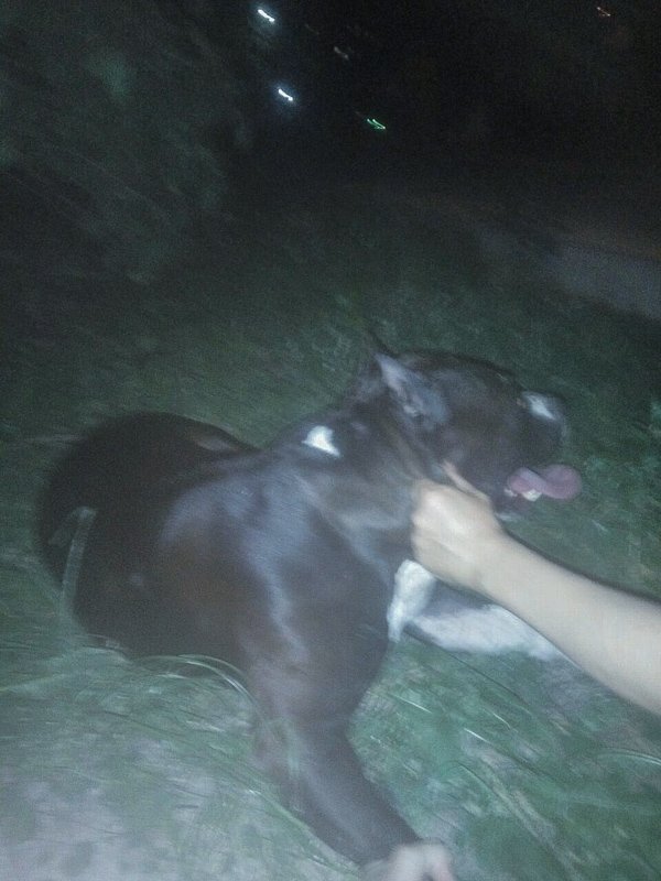 Стаффа всячески пытались оттянуть от бульдога Стаффа всячески пытались оттянуть от бульдога