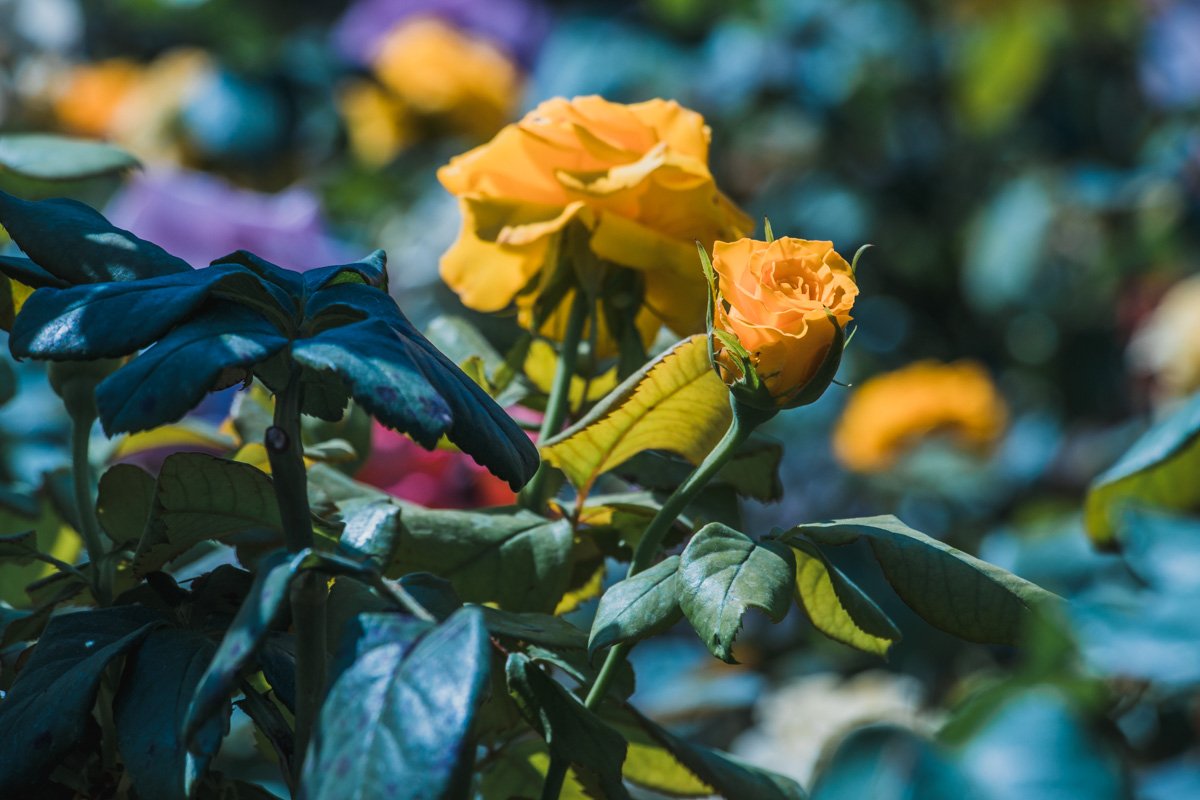 Теперь здесь благоухают цветы 