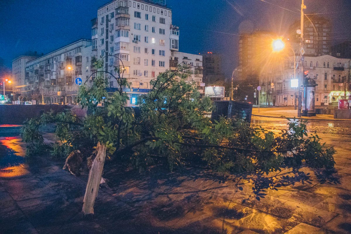 Порывы ветра сломали дерево на площади Победы