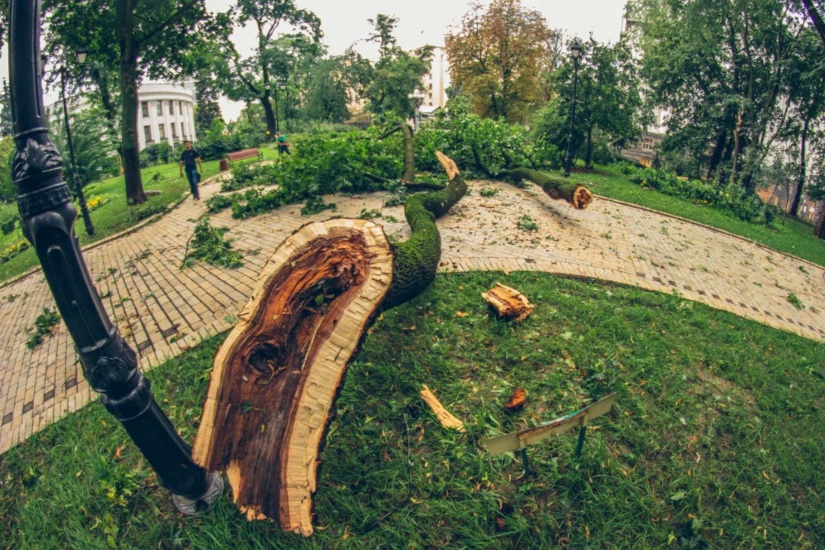 Многолетнее дерево лежит посреди аллеи