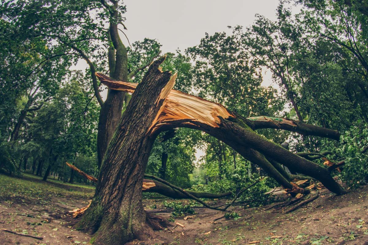 Печальная судьба могучих деревьев-великанов