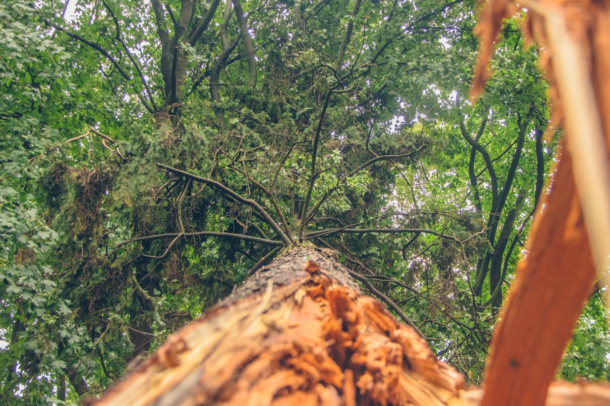 В Киеве во время бури упали около 200 деревьев