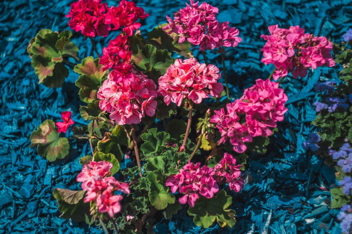 Ароматы слышны даже через экран