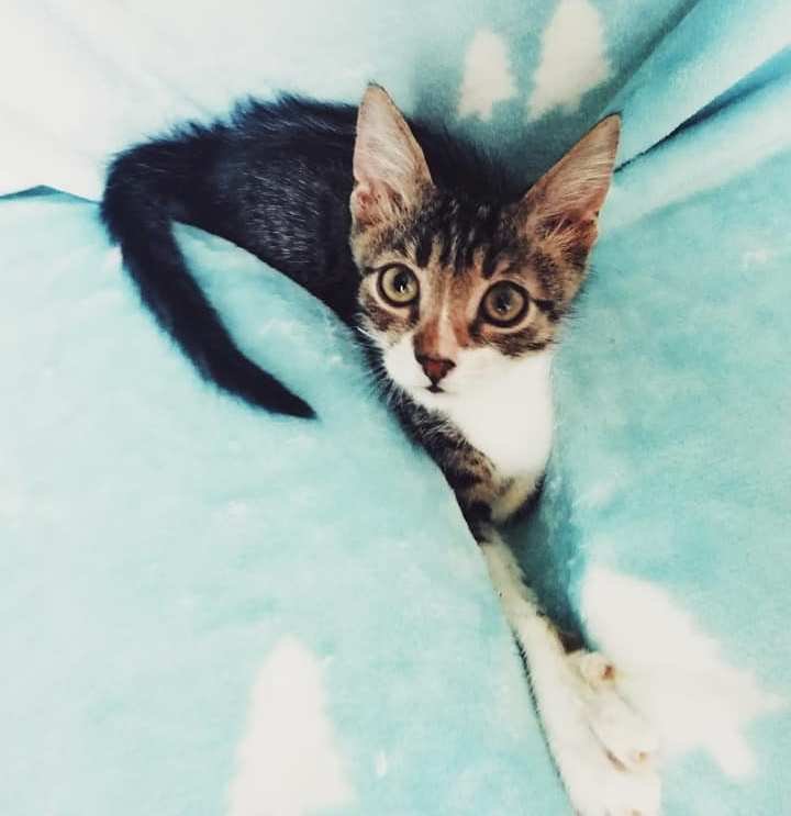 Лешка очень озорной малыш, но ему некуда девать свою энергию, ведь он почти все время проводит в клетке Лешка очень озорной малыш, но ему некуда девать свою энергию, ведь он почти все время проводит в клетке