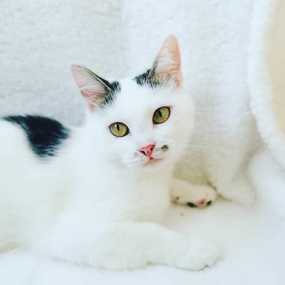 Черно-белая девчуля с розовым носиком очень хочет в новую семью, в которой больше никто не причинит ей вреда Черно-белая девчуля с розовым носиком очень хочет в новую семью, в которой больше никто не причинит ей вреда