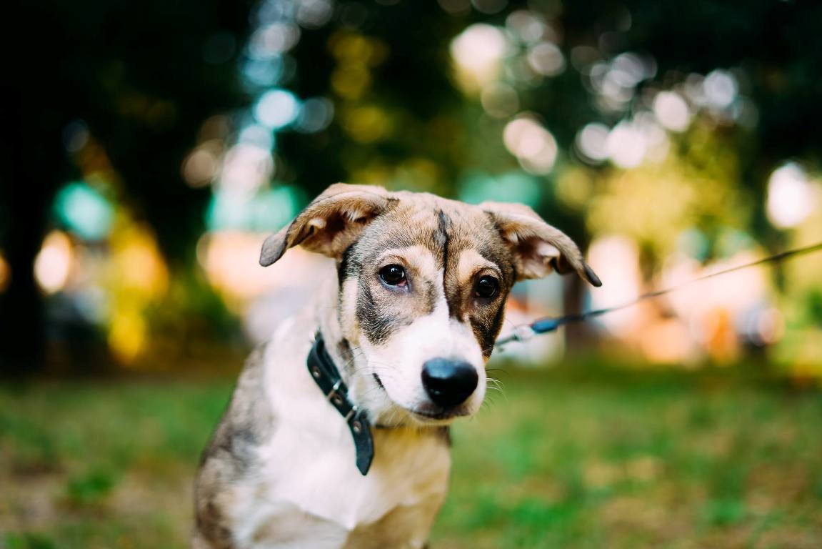 У Йенни на животике милейшие пятнышки, как у маленького поросенка. Забирайте к себе эту милоту и каждый день превратится в радость! У Йенни на животике милейшие пятнышки, как у маленького поросенка. Забирайте к себе эту милоту и каждый день превратится в радость!