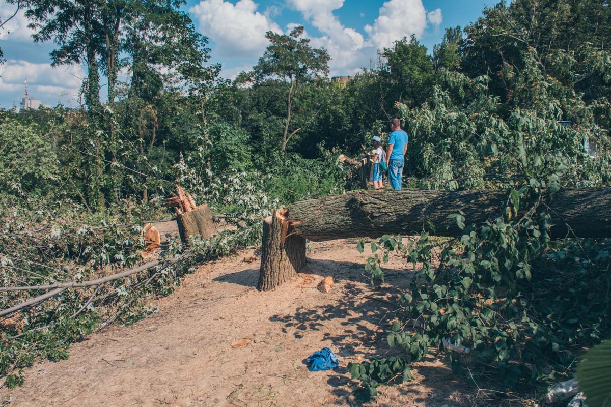 Рубка деревьев идет по адресу улица Протасов Яр, 39