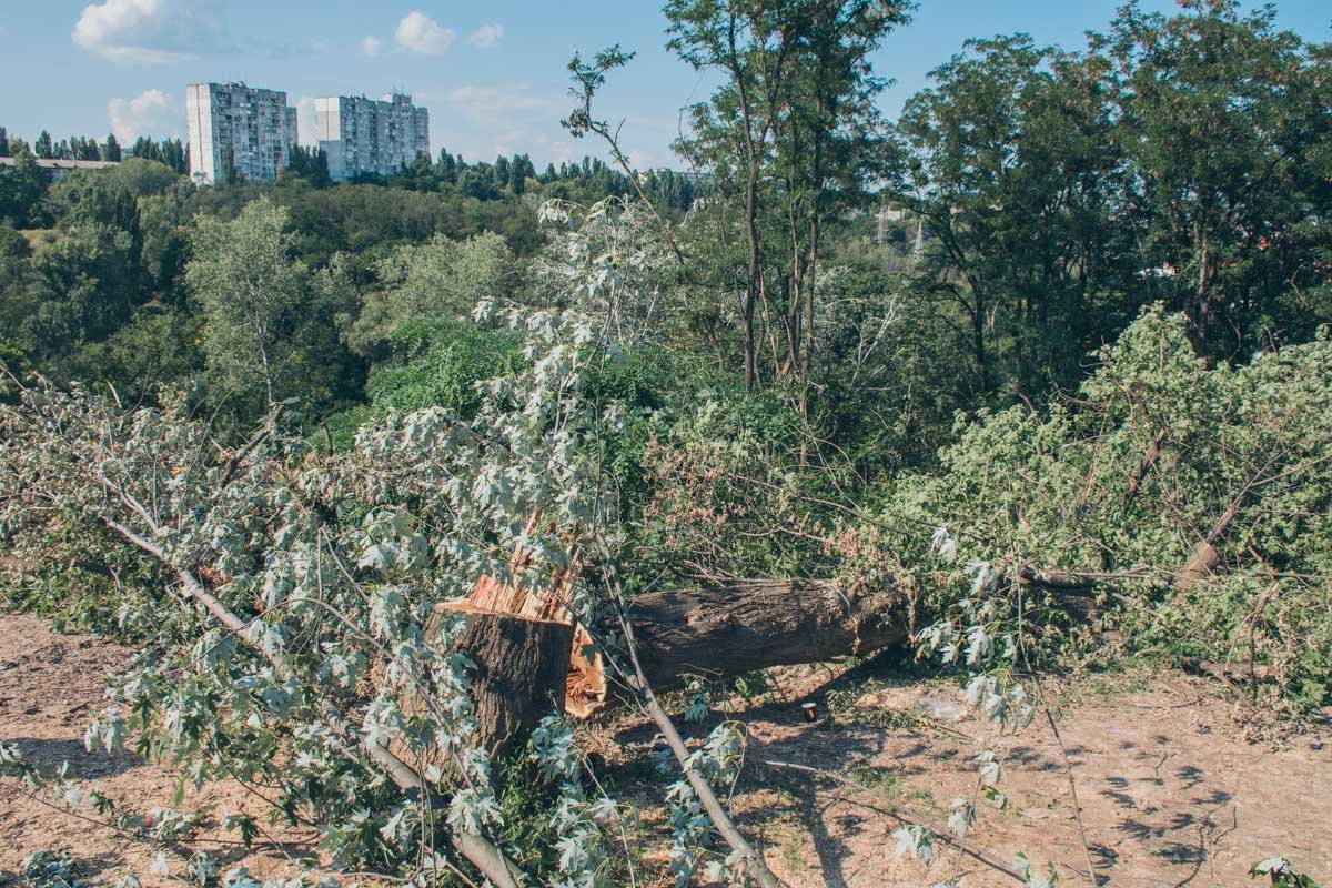Это дерево уже не жилец