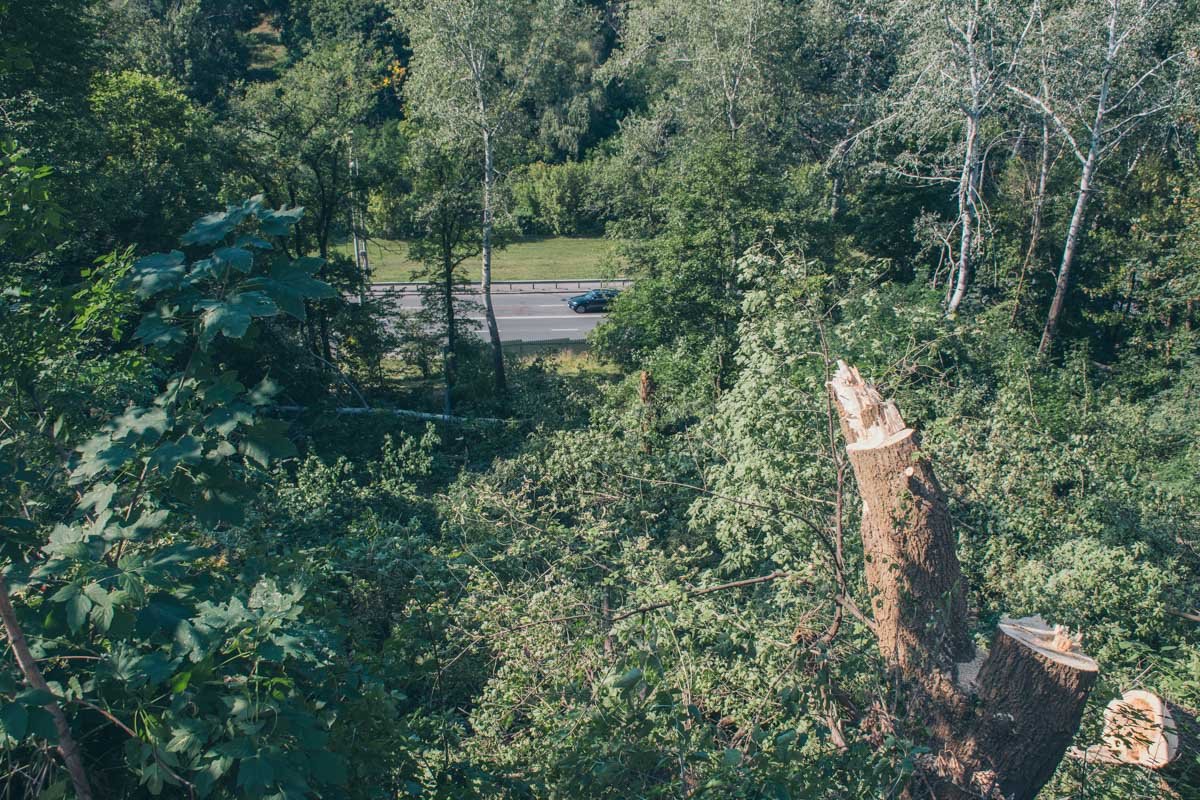 Ближайшие решения по рубке в парковой зоне могут принять только 13 сентября на заседании городского совета