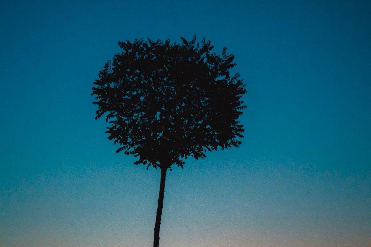 Каждый листочек на дереве скоро будут щекотать лучи