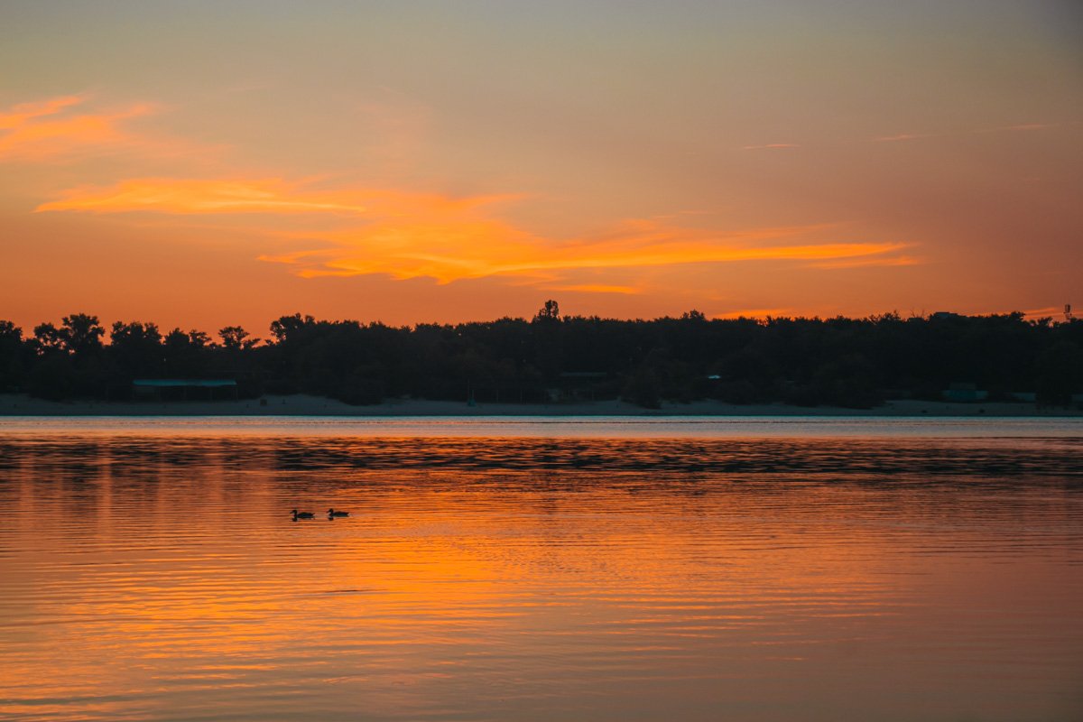 Утки также любят встречать рассветы