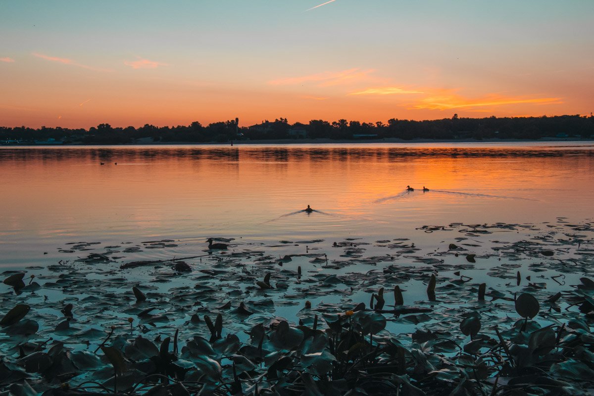 Пока нет людей, они плавают никого не боясь
