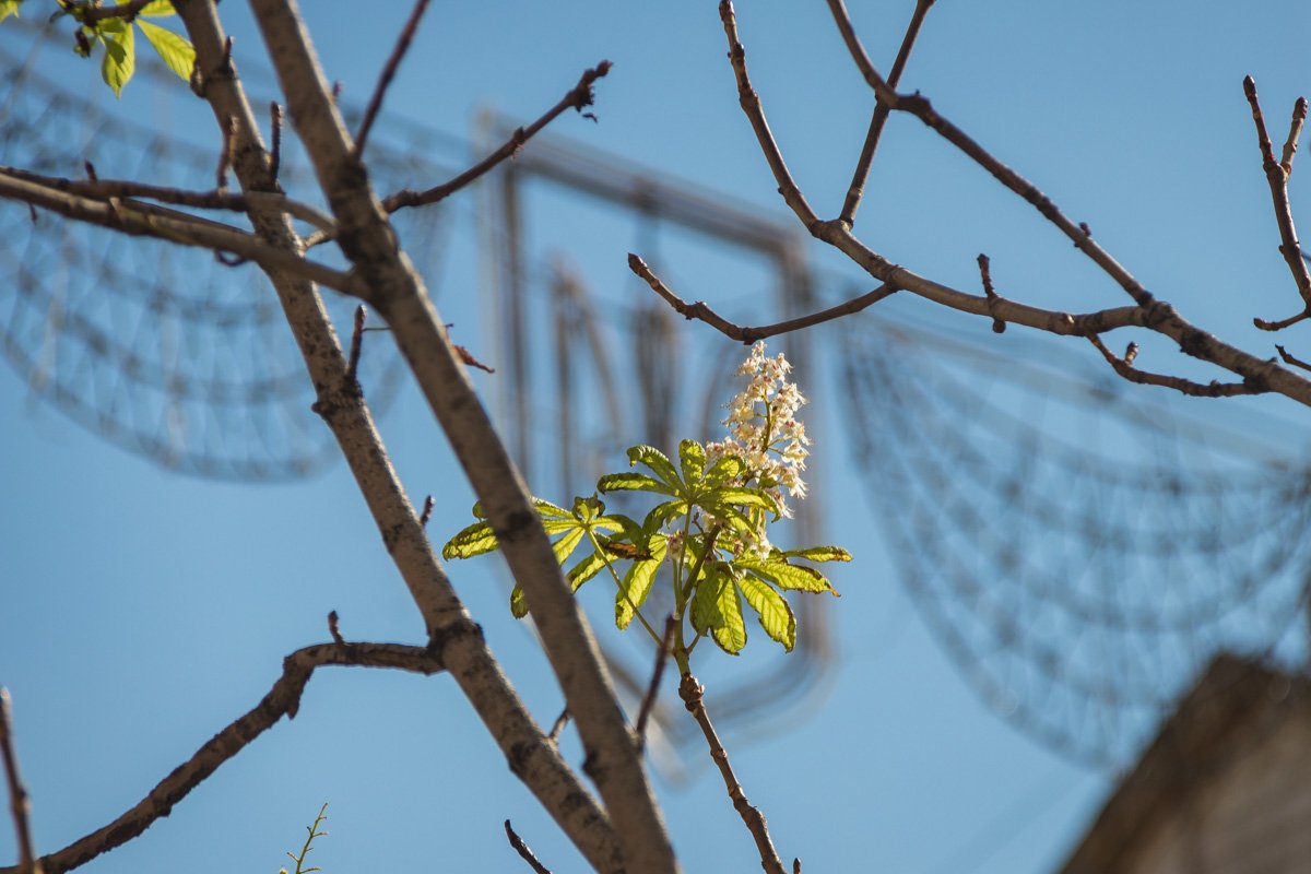 Символ столицы радует горожан в любое время года