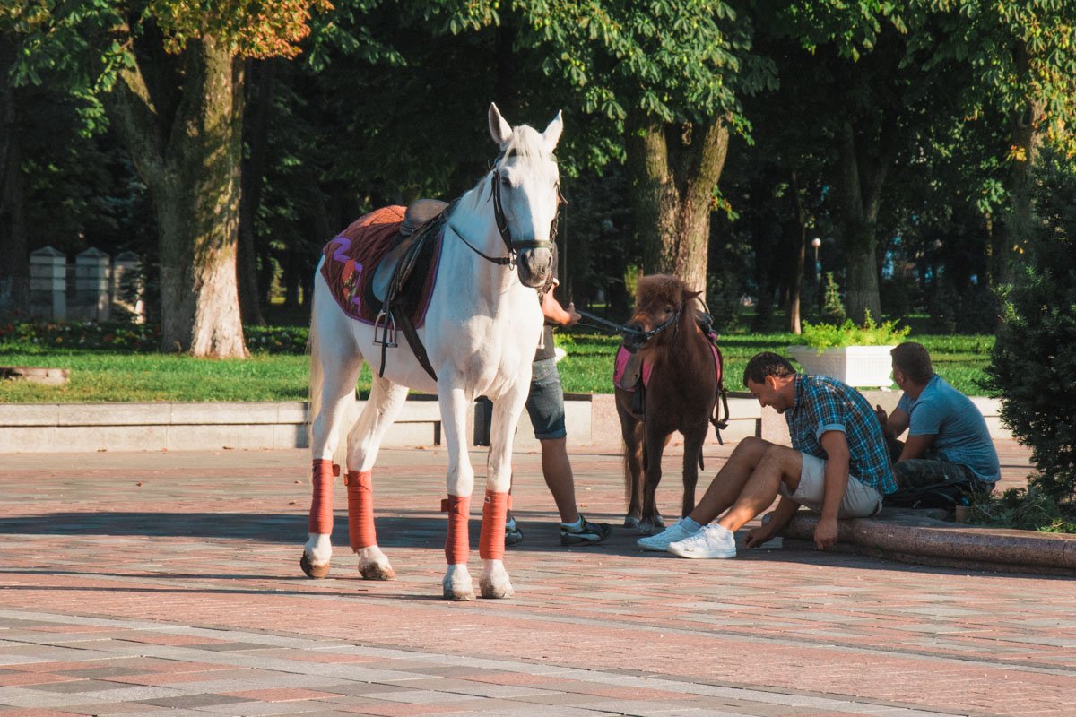 Конная прогулка стоит 50 гривен