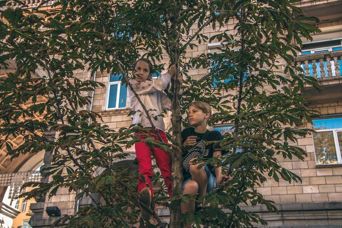 Каштаны цветут