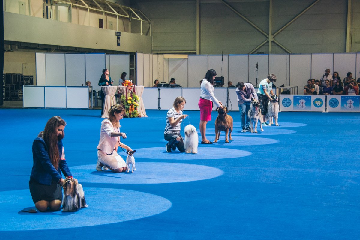 В Киеве Кинологический союз Украины впервые проводил Чемпионат Центральной и Восточной Европы среди собак В Киеве Кинологический союз Украины впервые проводил Чемпионат Центральной и Восточной Европы среди собак