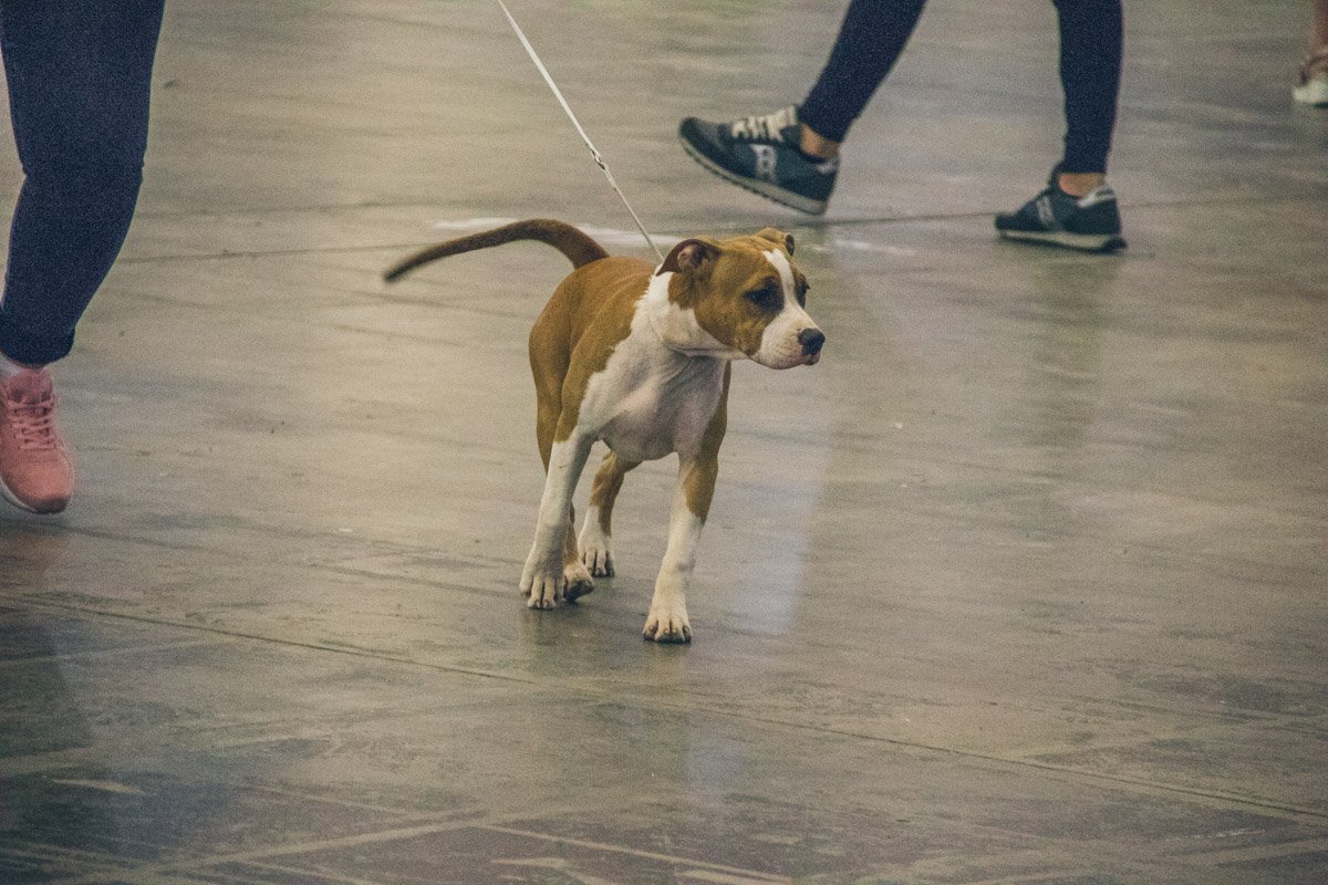 А другие - наоборот уверенно рвутся на сцену А другие - наоборот уверенно рвутся на сцену