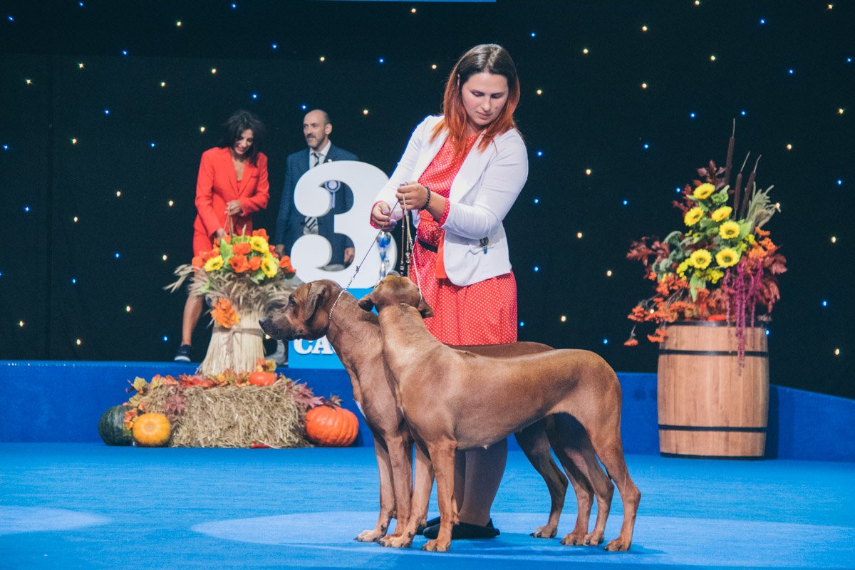 Чемпиона выбирают по международным стандартам Чемпиона выбирают по международным стандартам