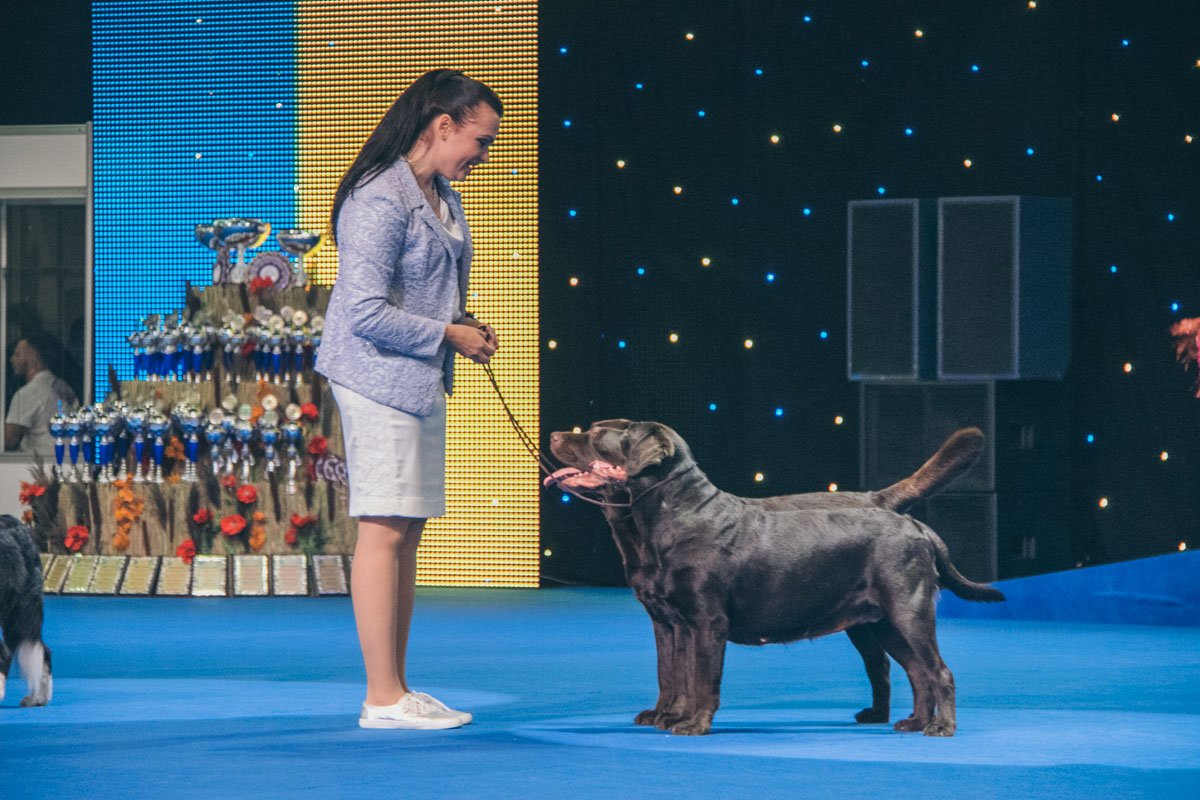 Здесь можно было увидеть около 200 пород собак Здесь можно было увидеть около 200 пород собак