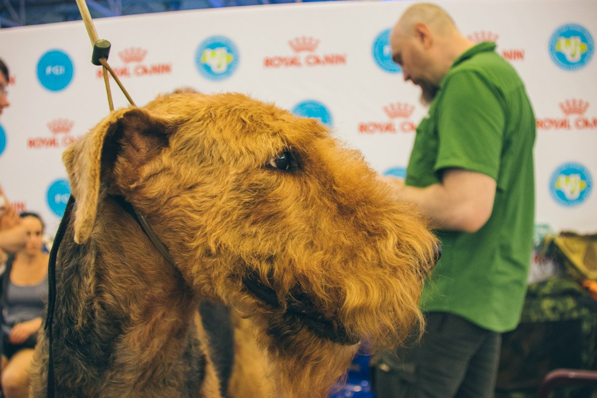 Все участники выставки - настоящие красавцы Все участники выставки - настоящие красавцы