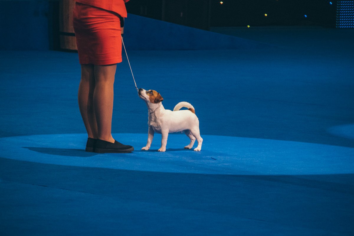 Даже маленькие хвостатики надеются на победу Даже маленькие хвостатики надеются на победу